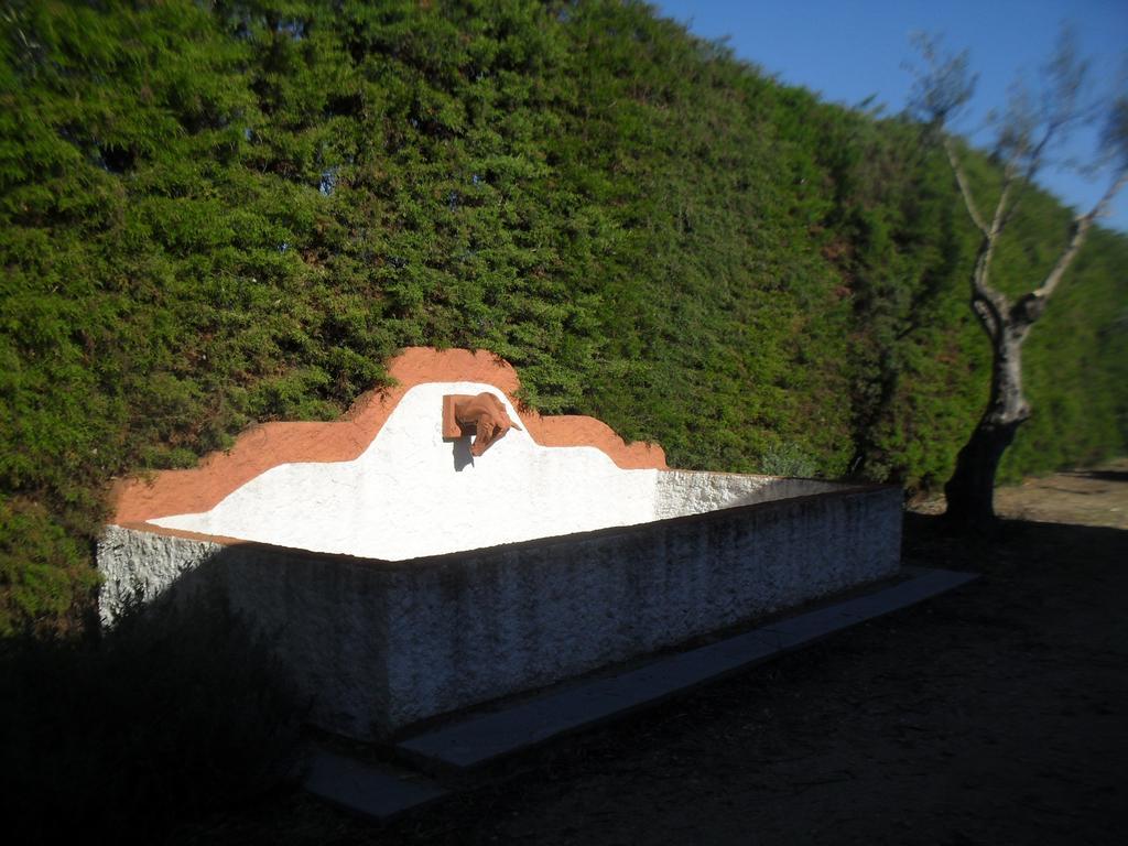 Quinta Do Outeiro Alto Villa Constância Exteriör bild