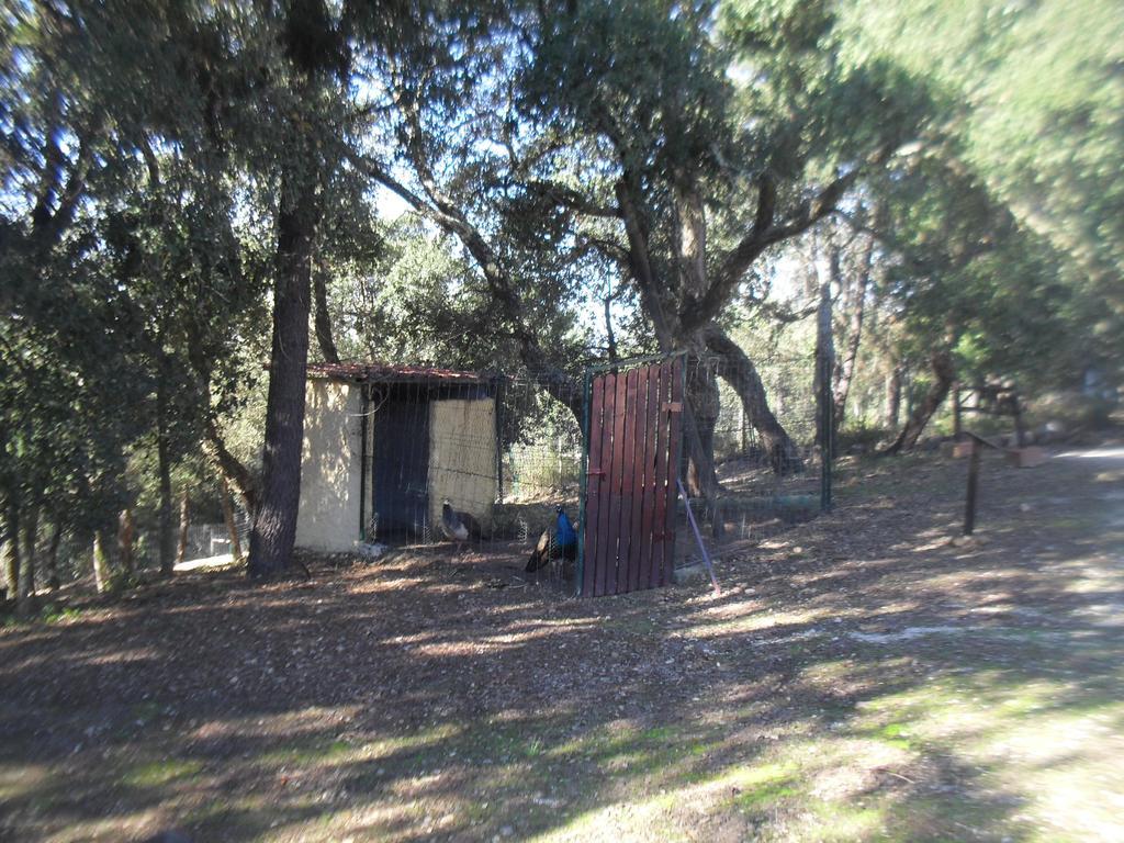 Quinta Do Outeiro Alto Villa Constância Exteriör bild