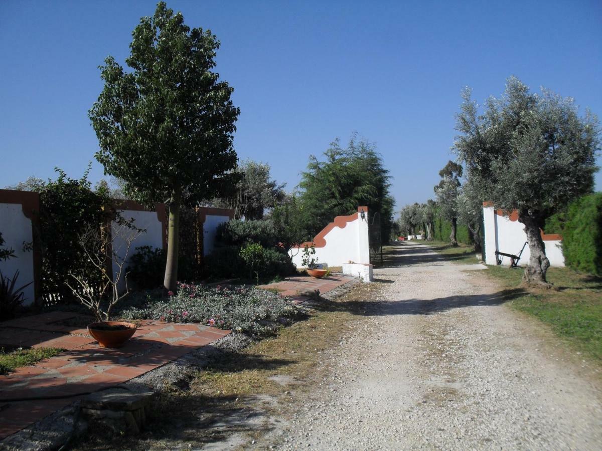 Quinta Do Outeiro Alto Villa Constância Exteriör bild